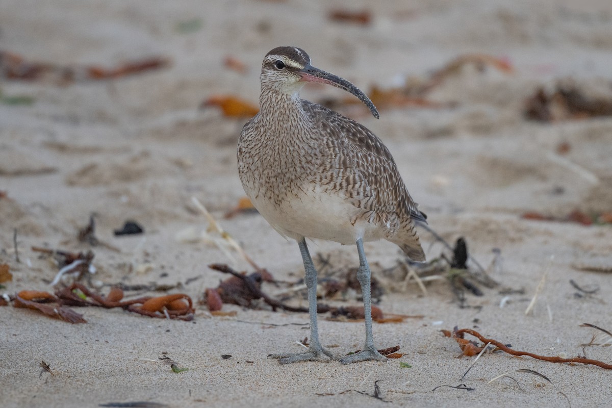 Whimbrel (Hudsonian) - ML627836027