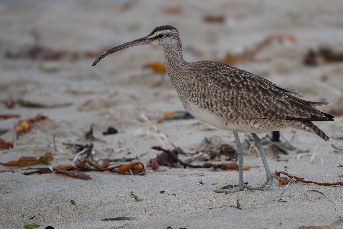 Whimbrel (Hudsonian) - ML627836035