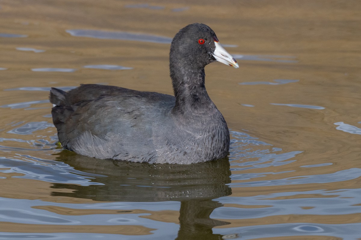 American Coot (Red-shielded) - ML627836045