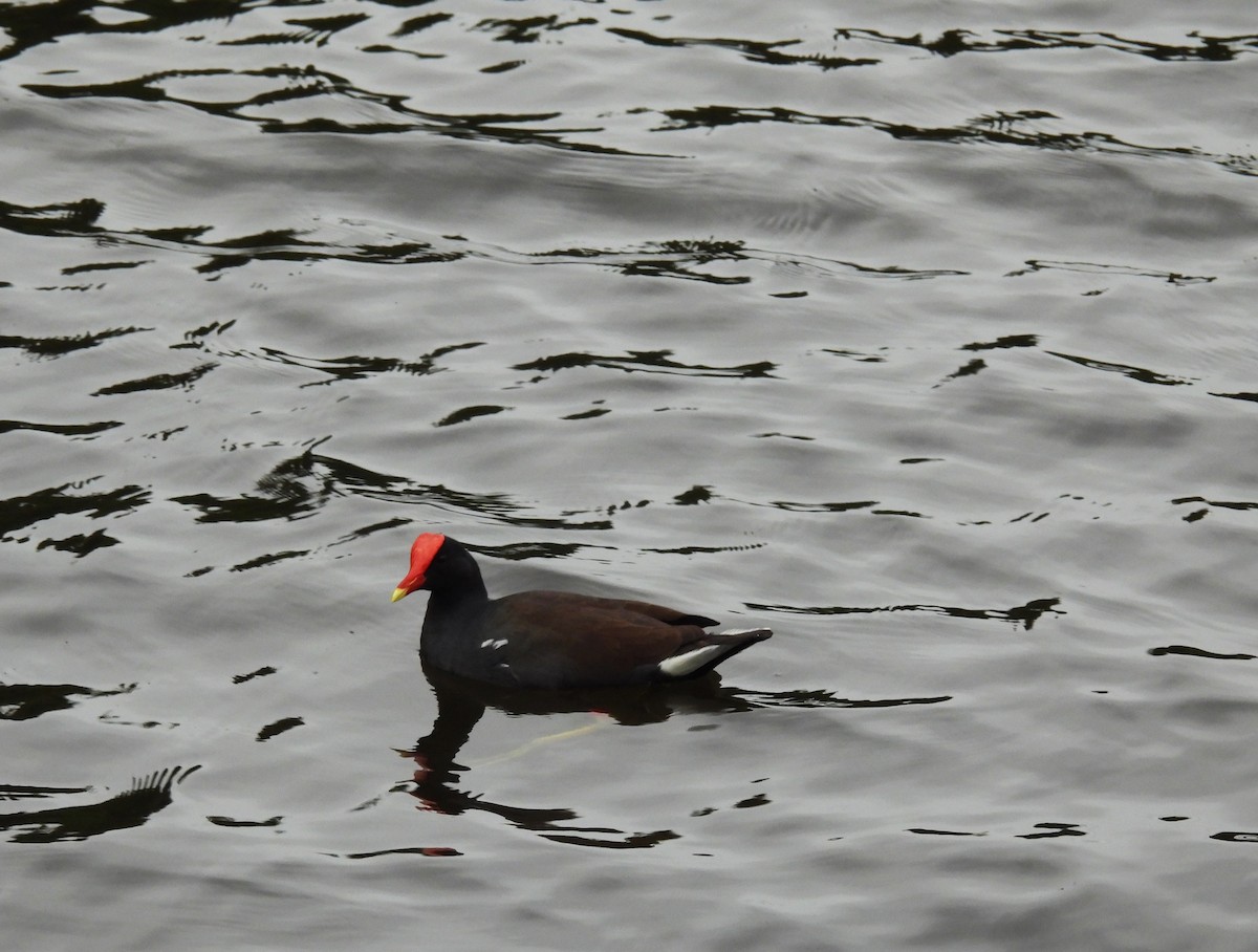 Common Gallinule - ML627836103