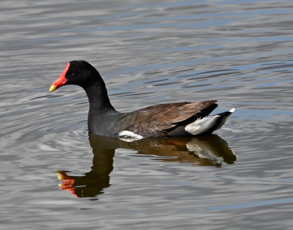 Common Gallinule (Hawaiian) - ML627836111