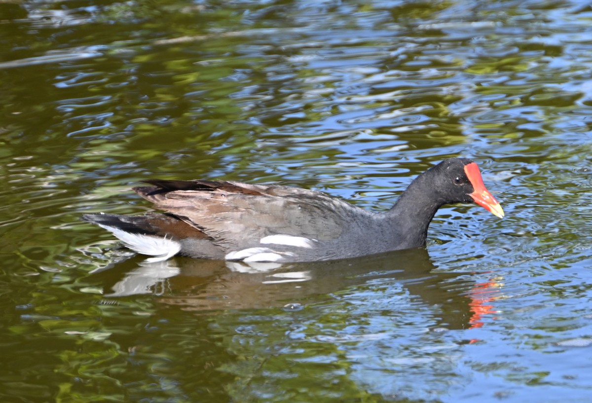 Common Gallinule (Hawaiian) - ML627836112