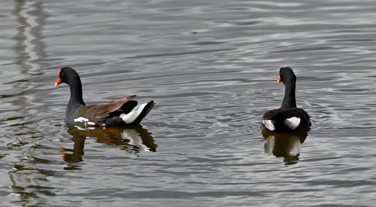 Common Gallinule (Hawaiian) - ML627836113