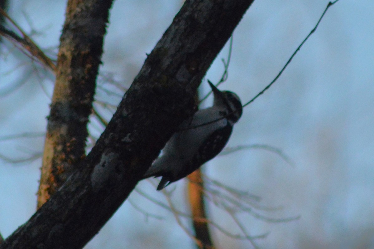 Hairy Woodpecker - ML627836115