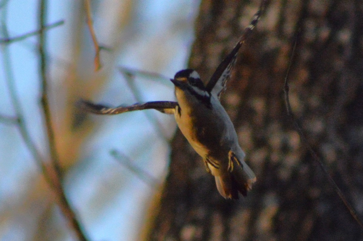 Hairy Woodpecker - ML627836116