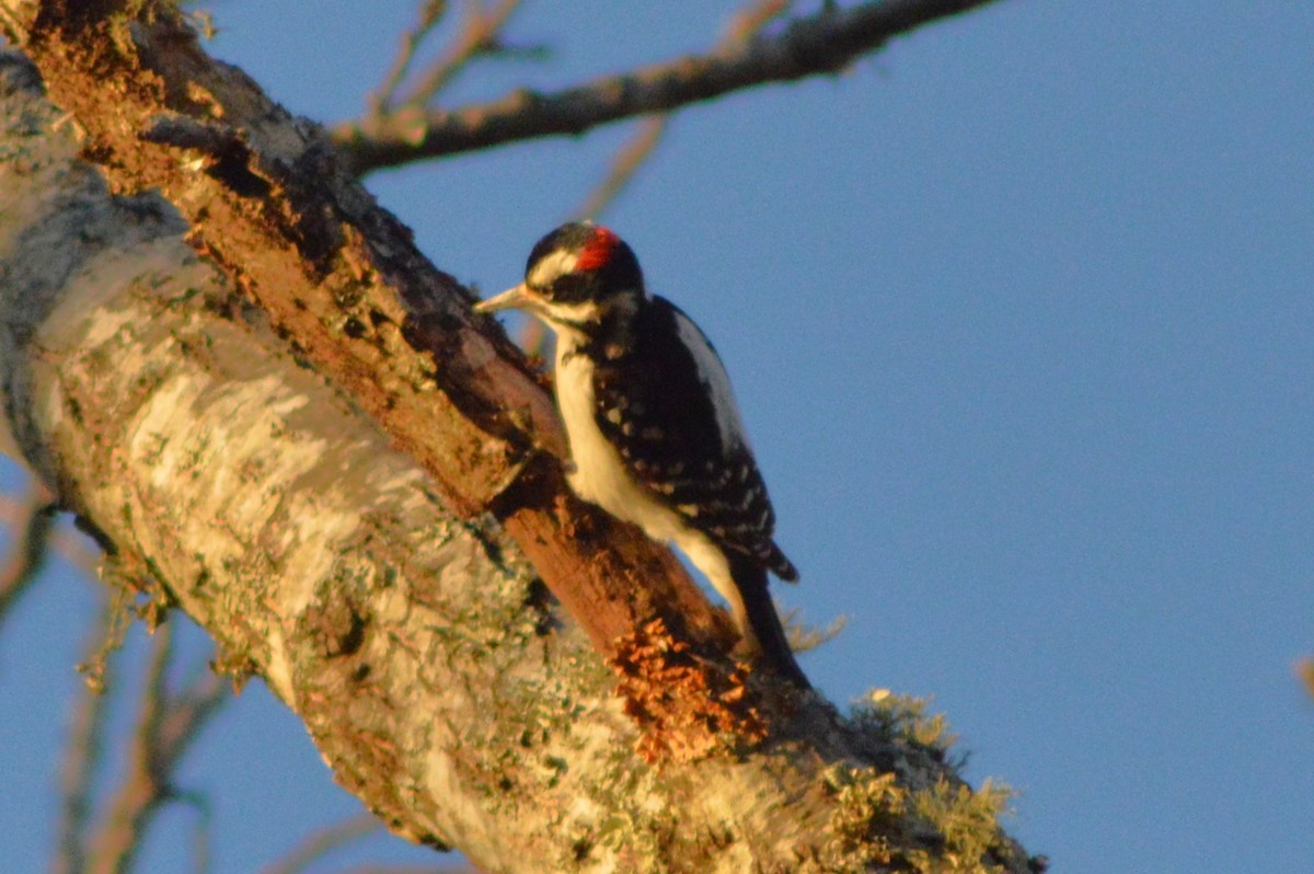 Hairy Woodpecker - ML627836117