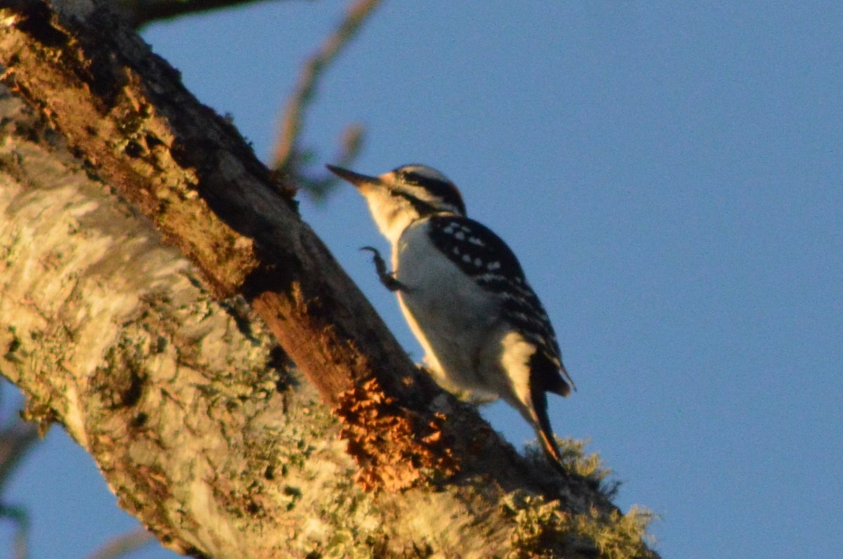 Hairy Woodpecker - ML627836118