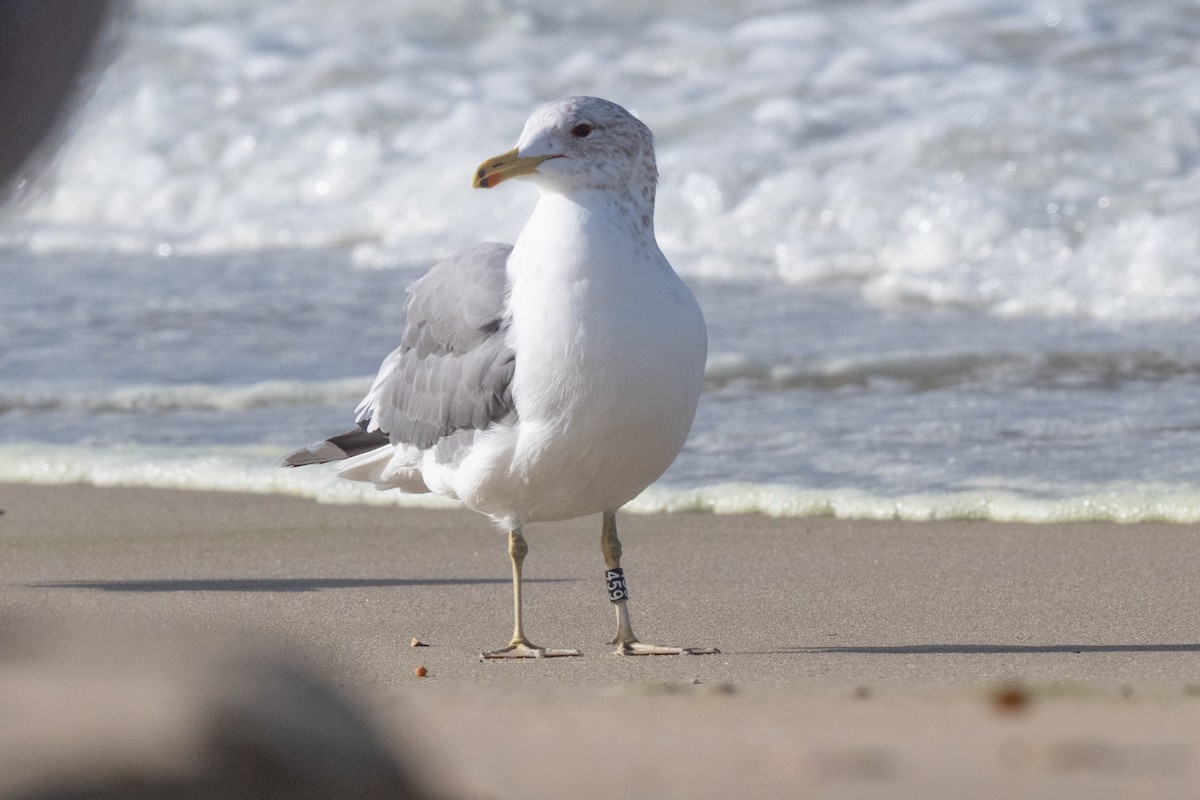 California Gull - ML627836141