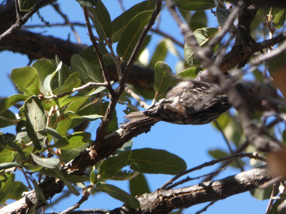 Brown Creeper - ML627836172