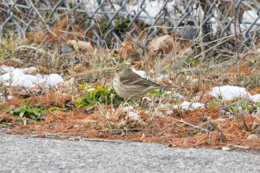 American Pipit - ML627836194