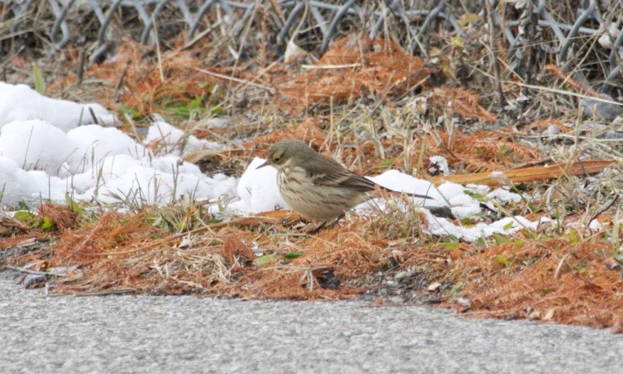 American Pipit - ML627836195