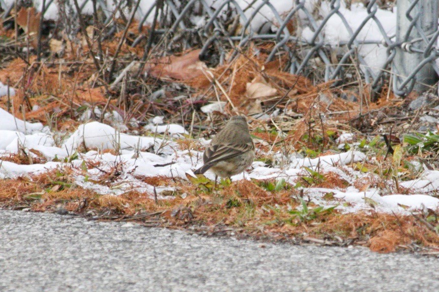 American Pipit - ML627836196