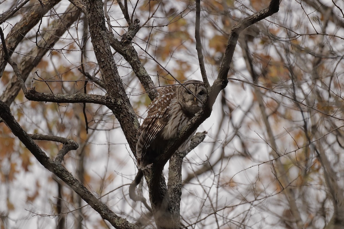 Barred Owl - ML627836231