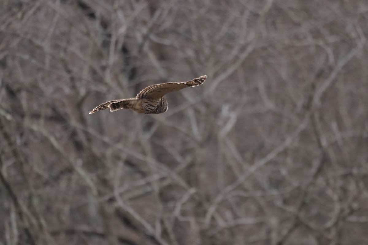 Barred Owl - ML627836232