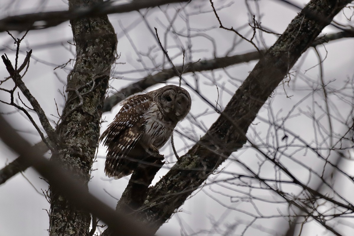 Barred Owl - ML627836233