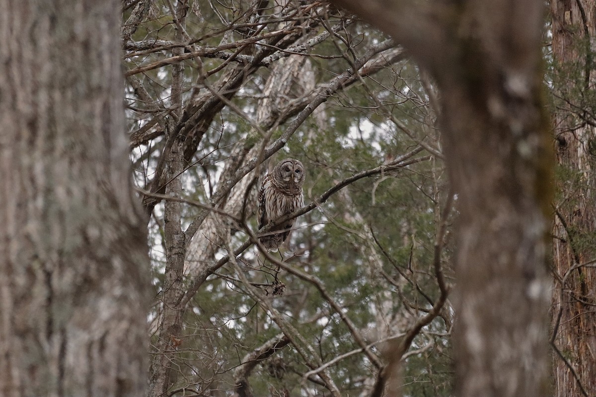 Barred Owl - ML627836234