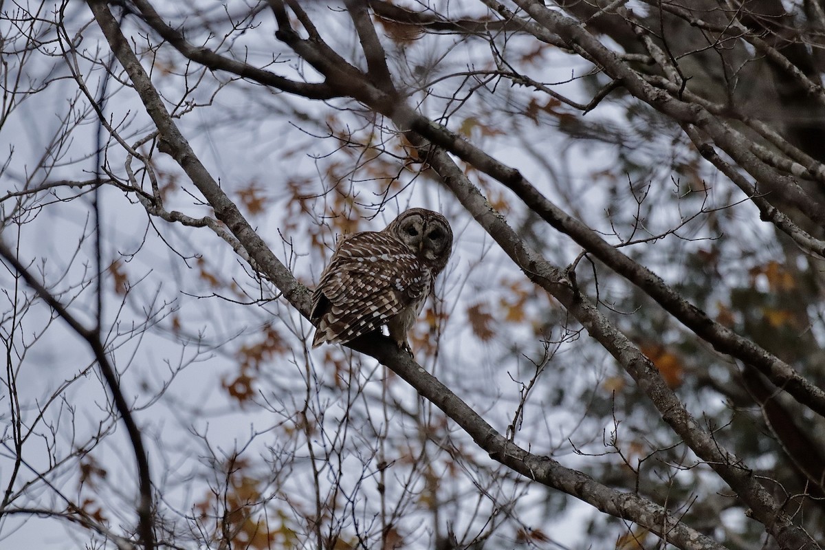 Barred Owl - ML627836235