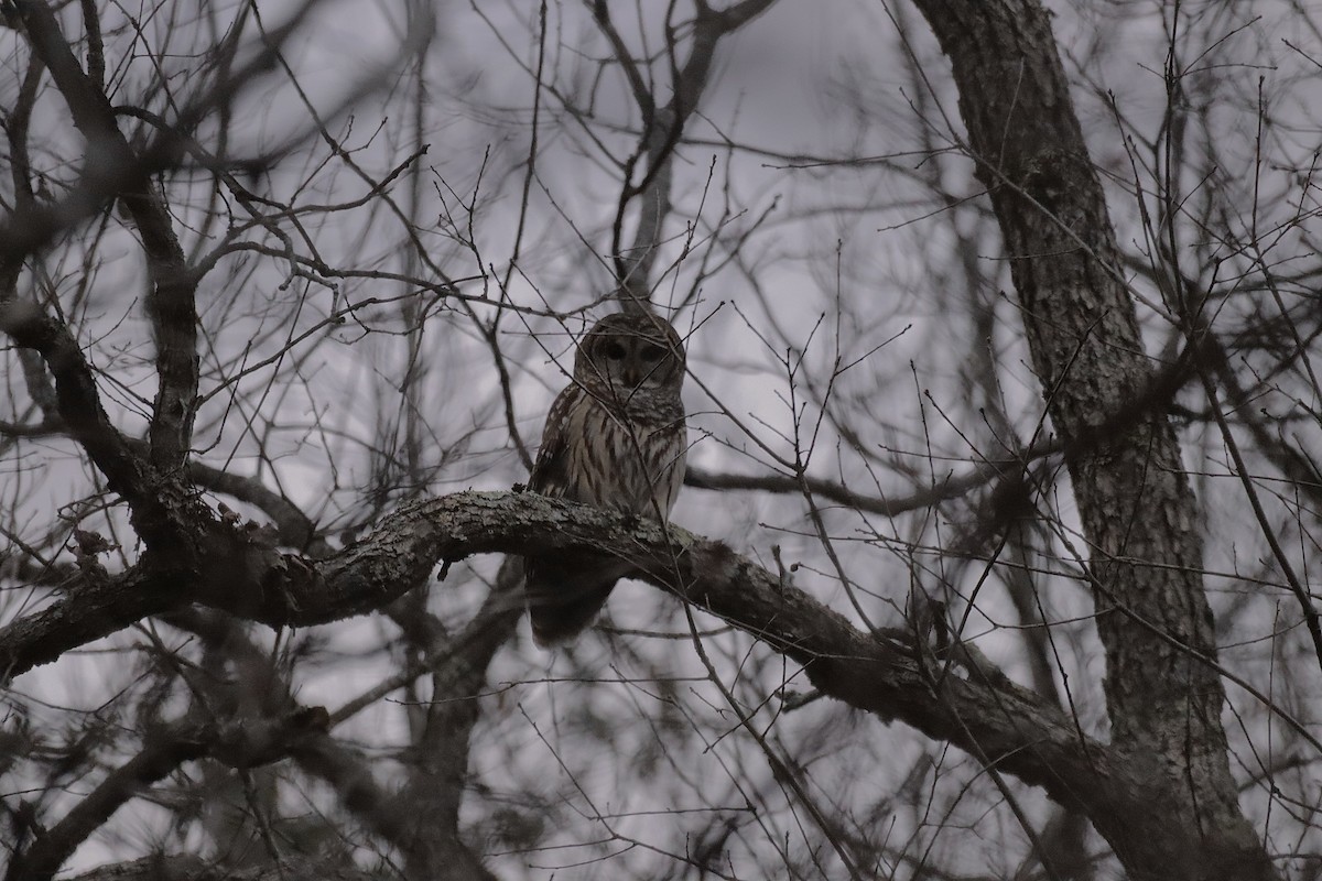 Barred Owl - ML627836236