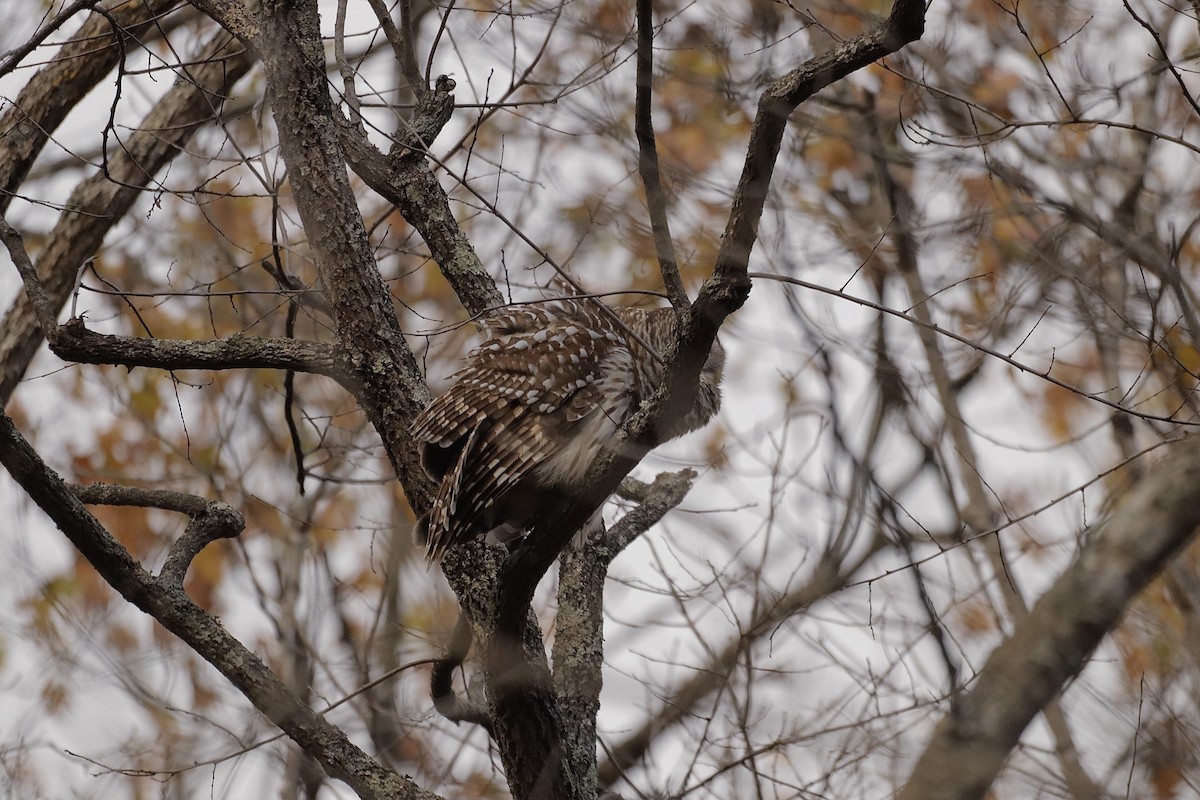 Barred Owl - ML627836237