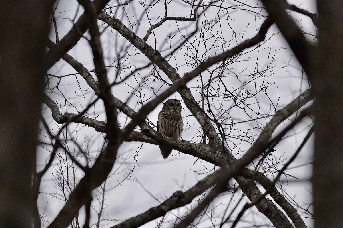 Barred Owl - ML627836238