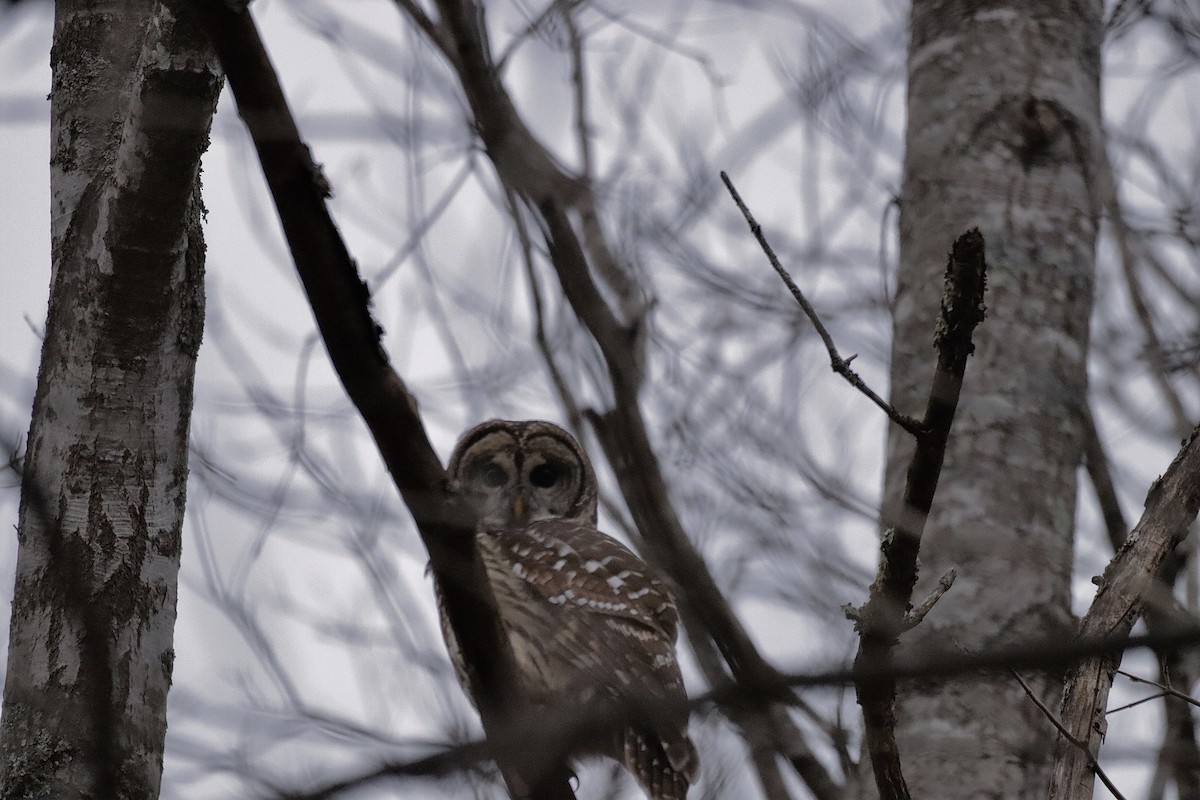 Barred Owl - ML627836239