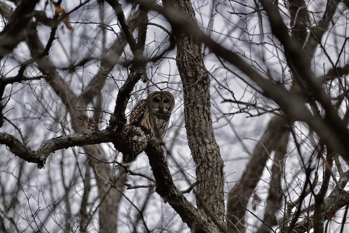 Barred Owl - ML627836240