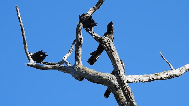 Carnaby's Black-Cockatoo - ML627836245