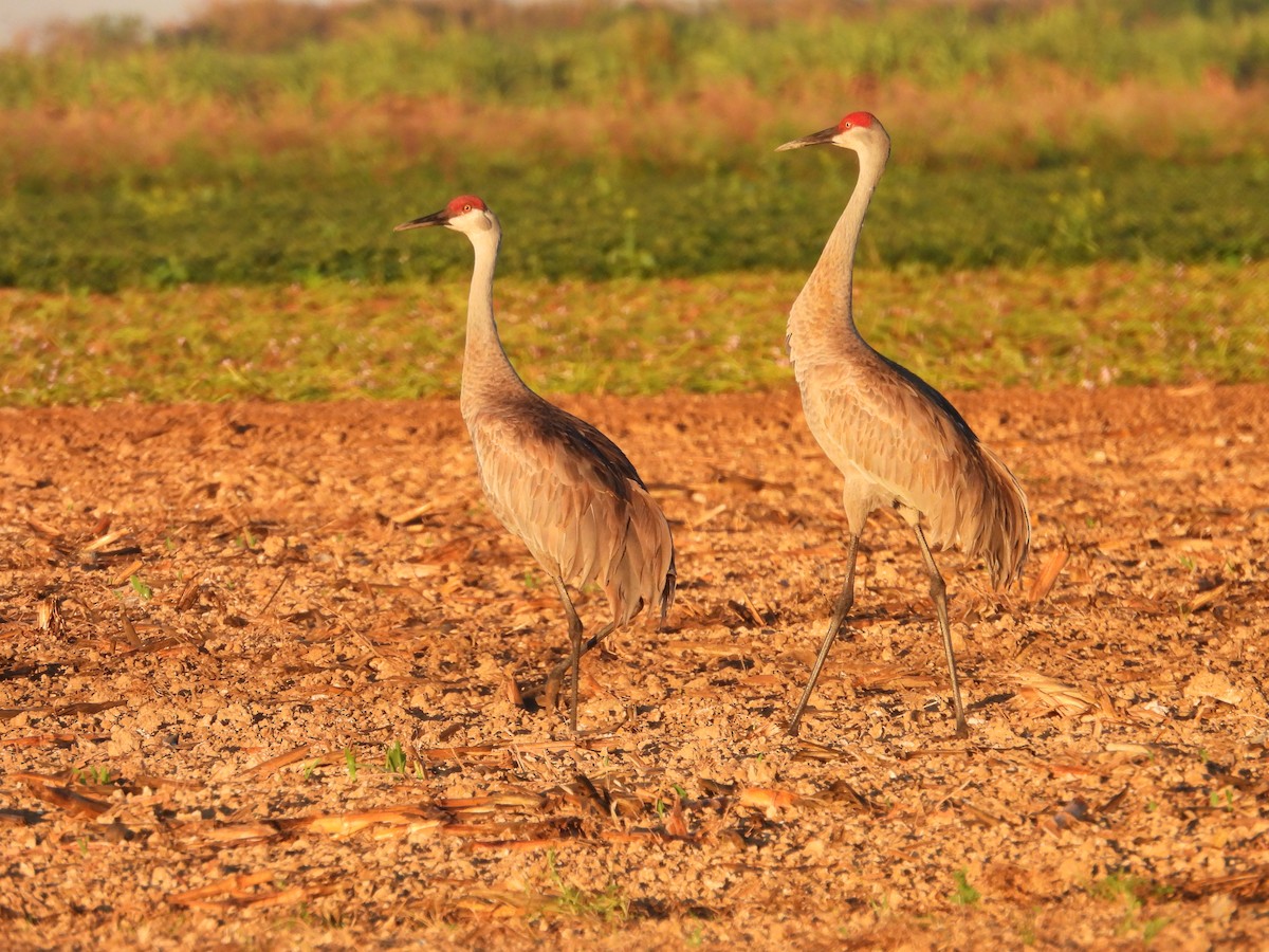 Sandhill Crane - ML627836249