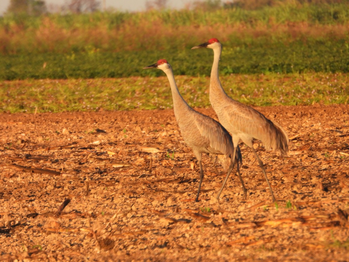 Sandhill Crane - ML627836250