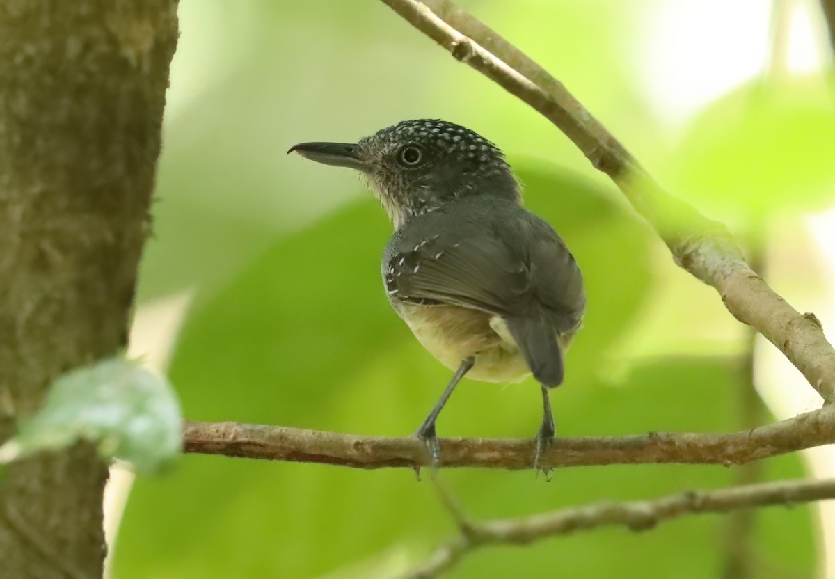 Spot-crowned Antvireo - ML627836259