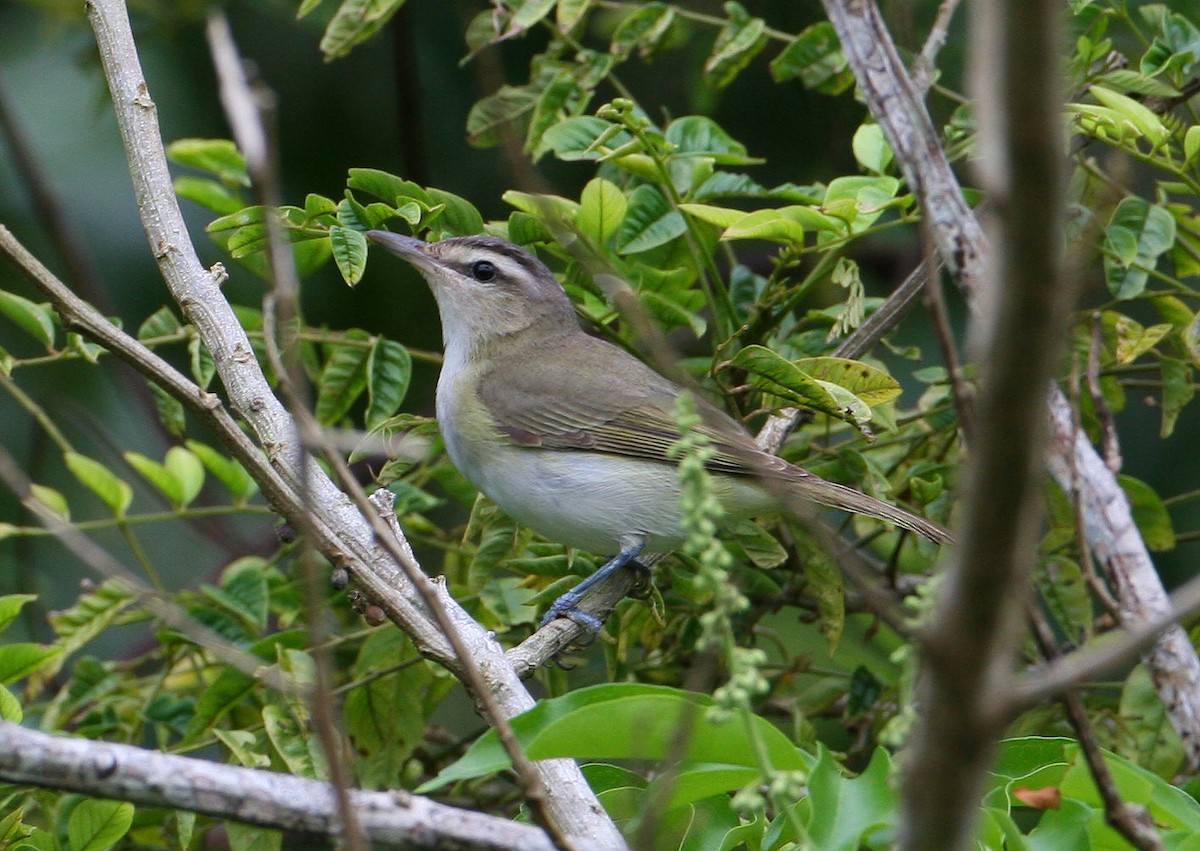 Chivi Vireo (migratory) - ML627836279