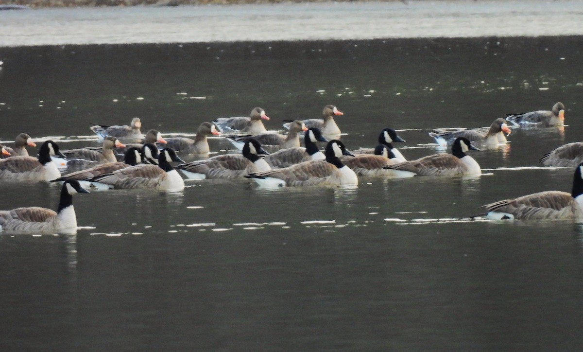 Greater White-fronted Goose - Kimberly Berry