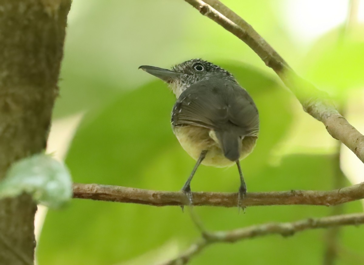 Spot-crowned Antvireo - ML627836303