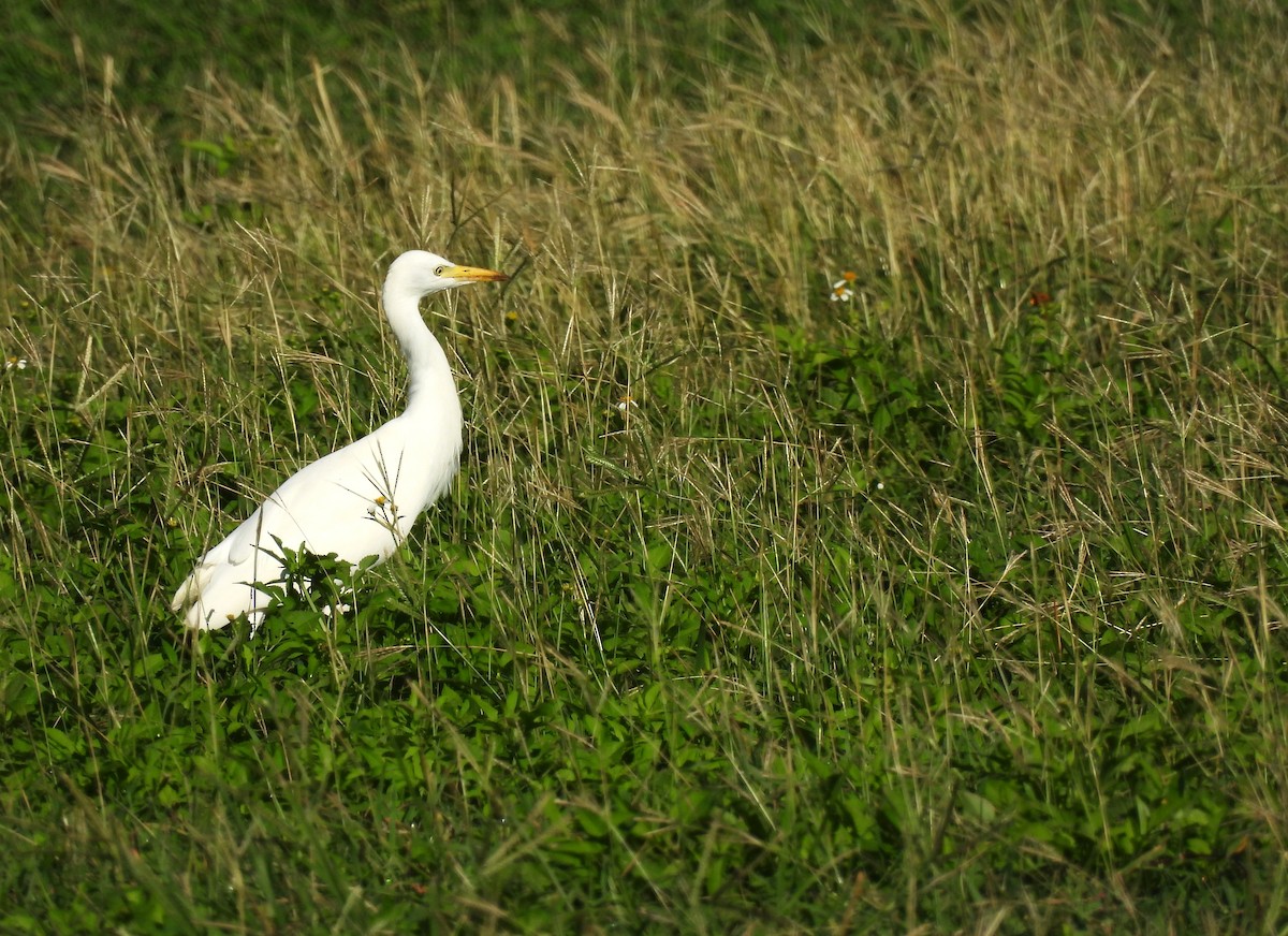 Western Cattle-Egret - ML627836306