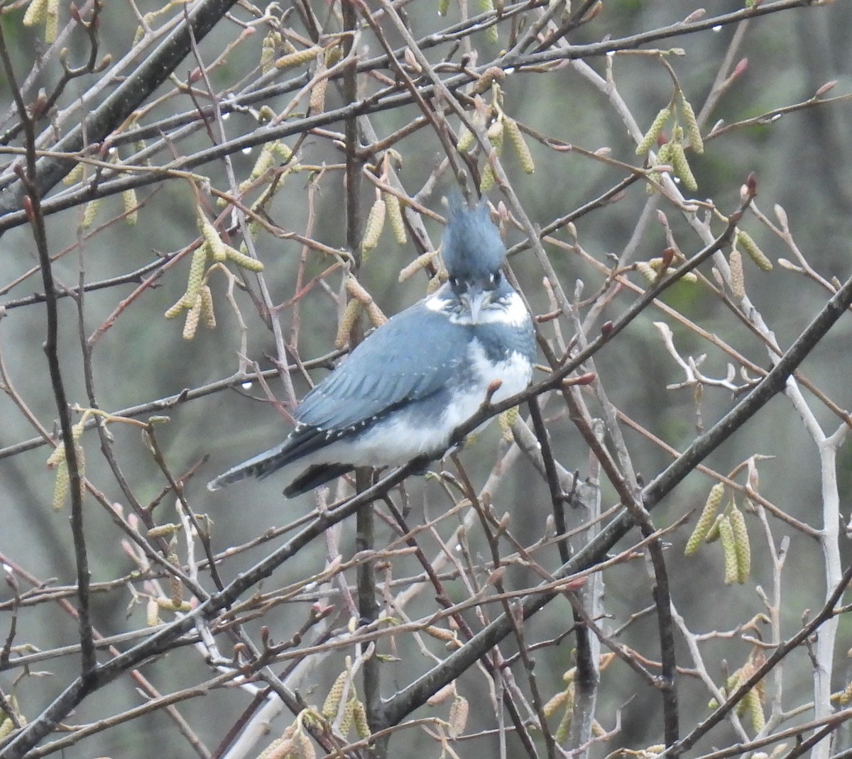 Belted Kingfisher - ML627836311