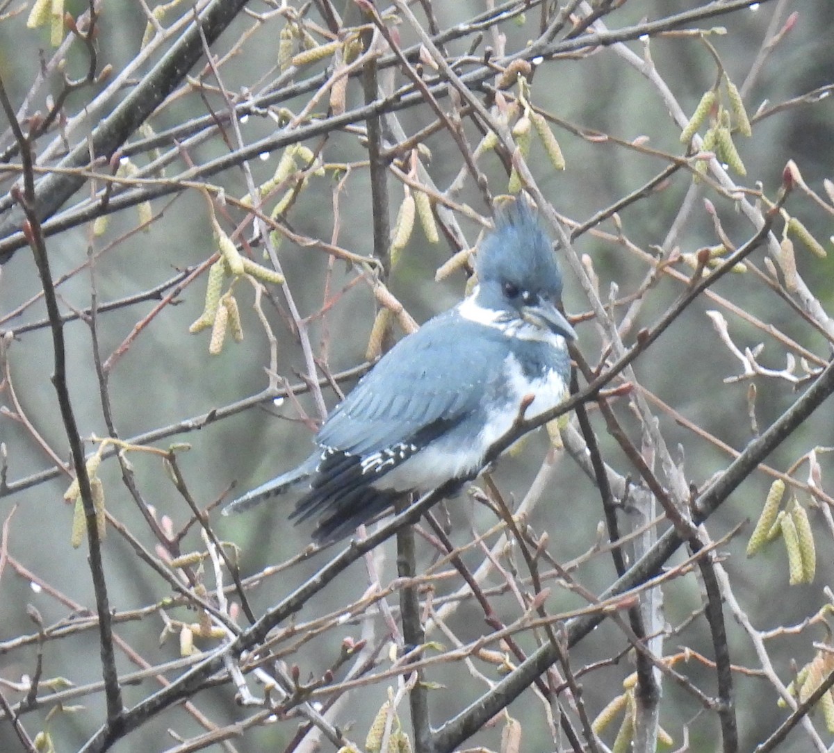 Belted Kingfisher - ML627836312