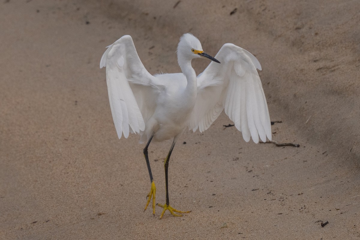 Snowy Egret - ML627836313