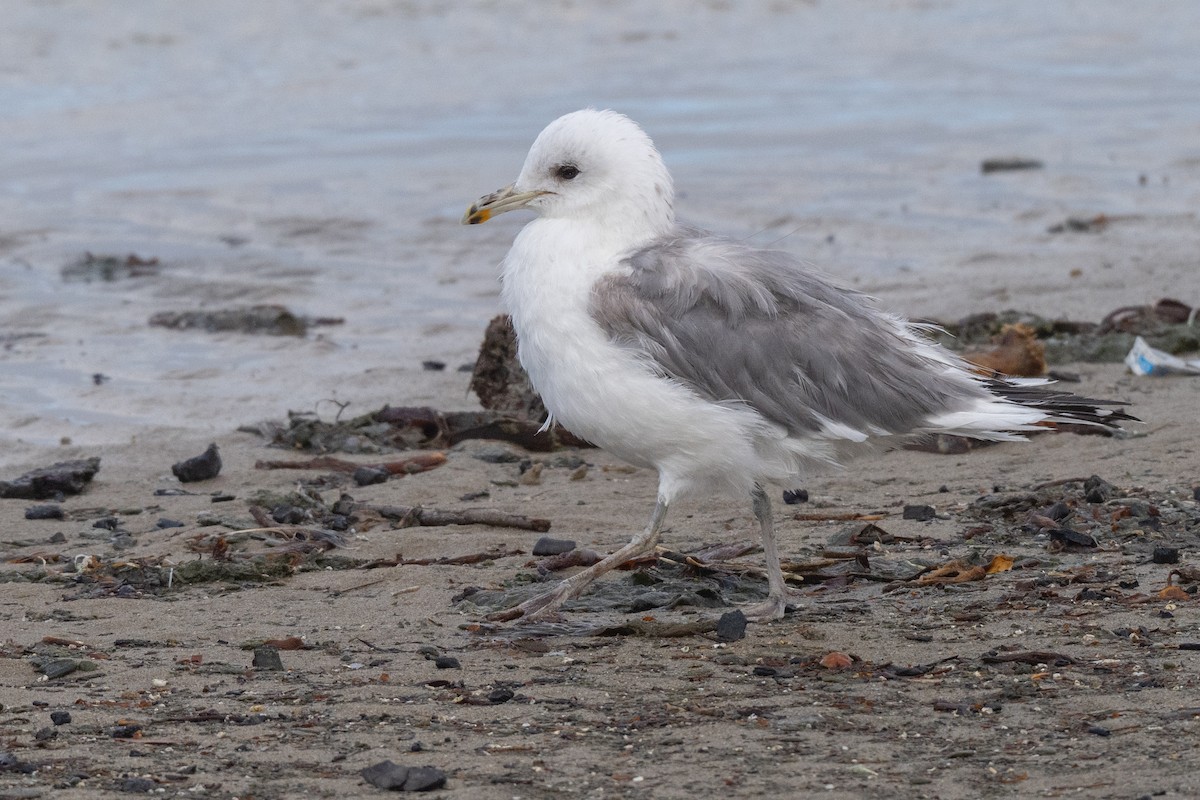 California Gull - ML627836317