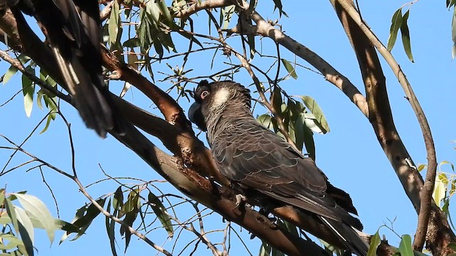 Carnaby's Black-Cockatoo - ML627836323