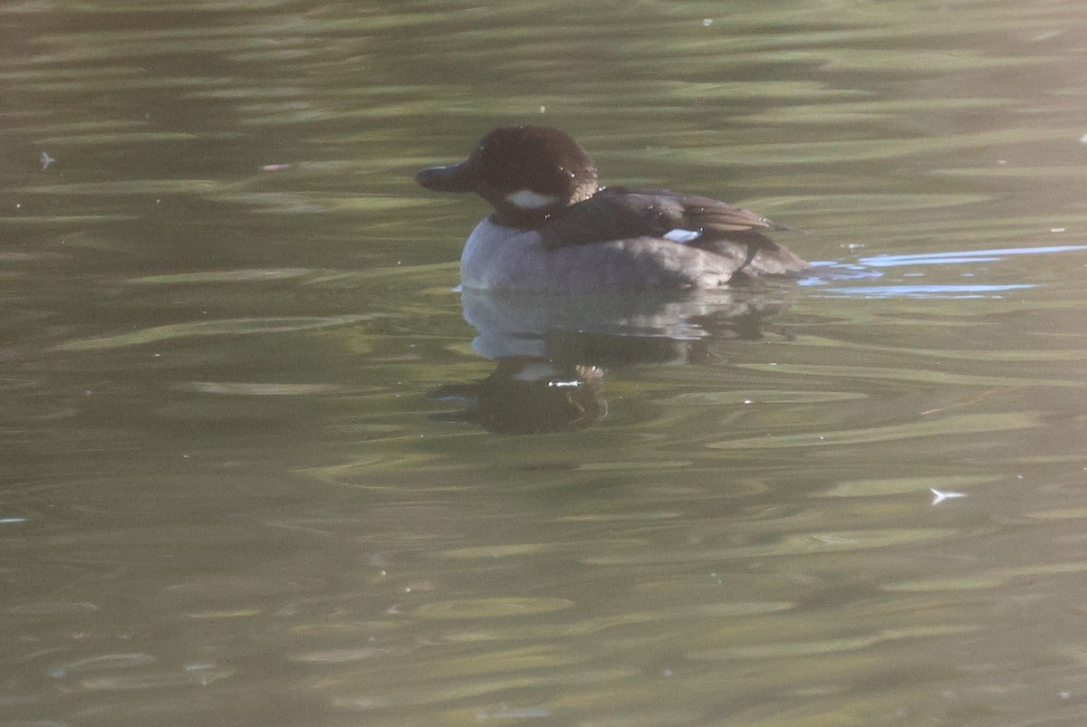 Bufflehead - ML627836325