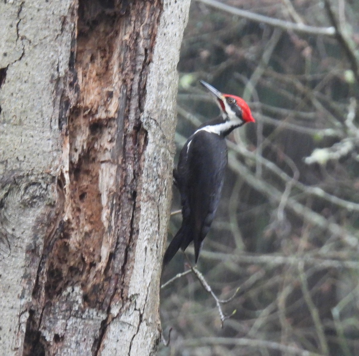 Pileated Woodpecker - ML627836332