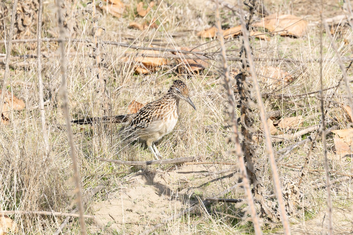 Greater Roadrunner - ML627836342