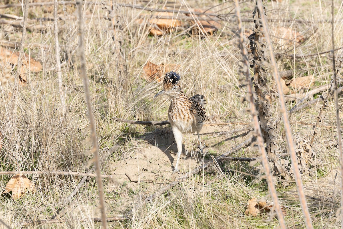 Greater Roadrunner - ML627836343