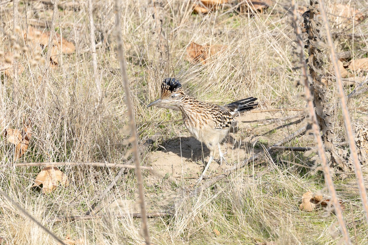 Greater Roadrunner - ML627836347