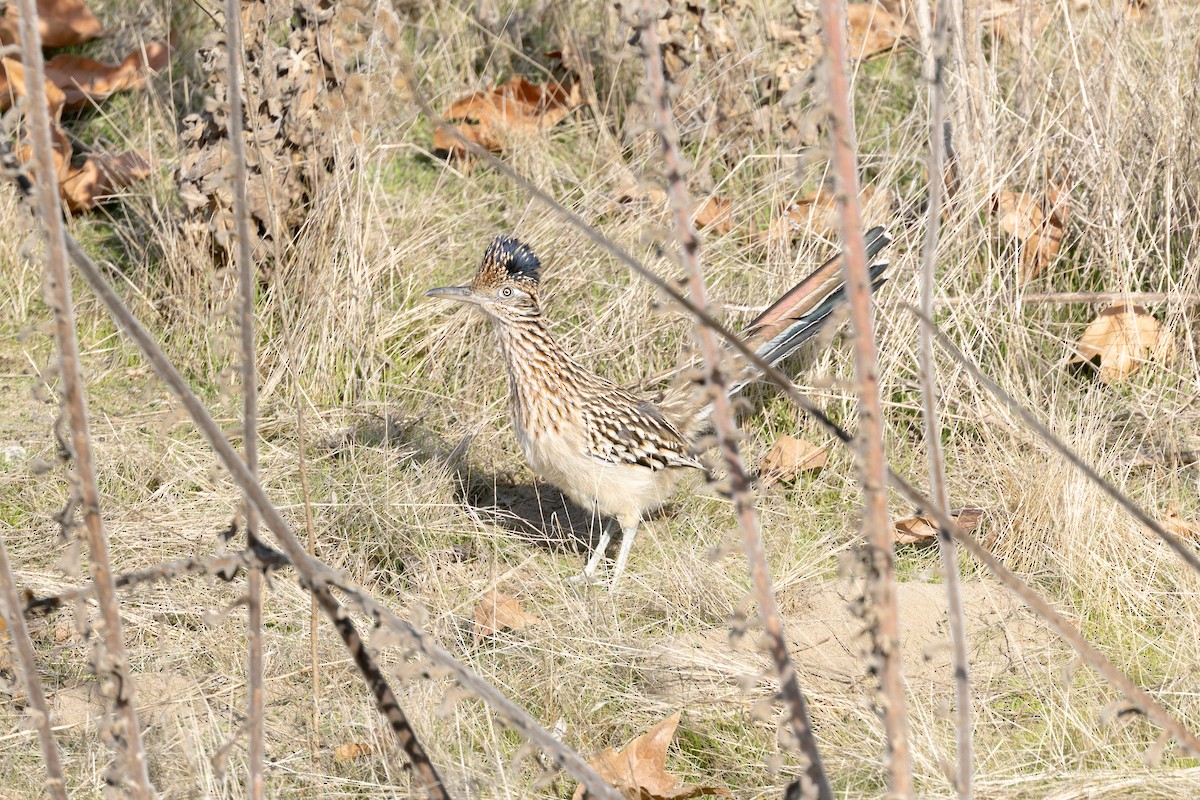 Greater Roadrunner - ML627836351