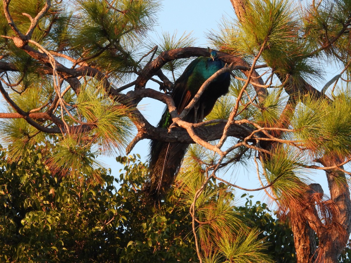 Indian Peafowl - ML627836354