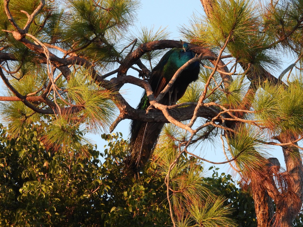 Indian Peafowl - ML627836355