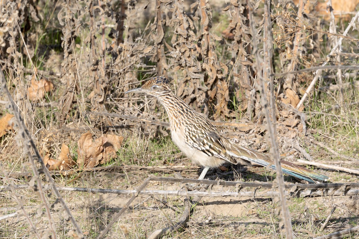 Greater Roadrunner - ML627836356