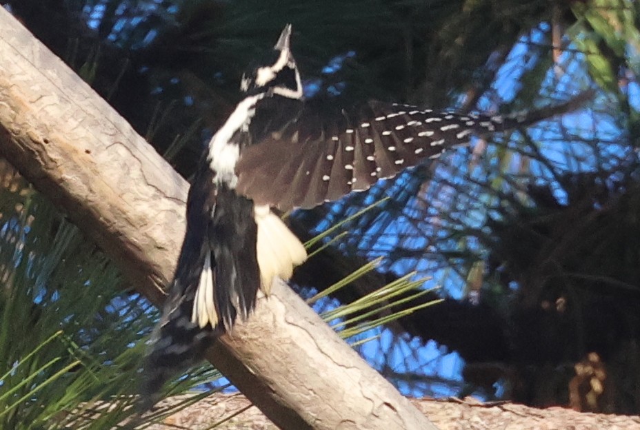 Hairy Woodpecker - ML627836369