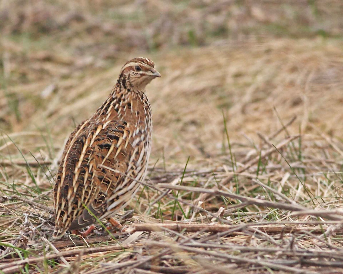 Galeper eurasiarra - ML627836370